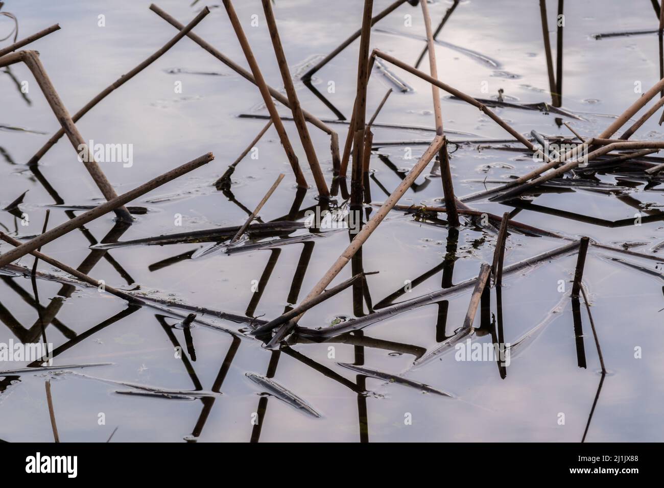 Reed cane in swamp water close up, cloud reflection Stock Photo - Alamy