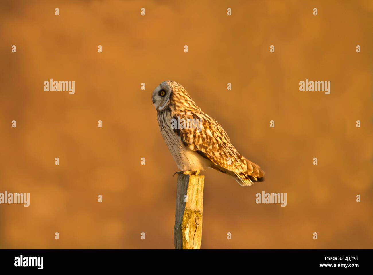 Short eared owl (Asio flammeus) perched on a fence post, side on, caught in lovely evening light, taken Cuckmere haven, Sussex, UK Stock Photo