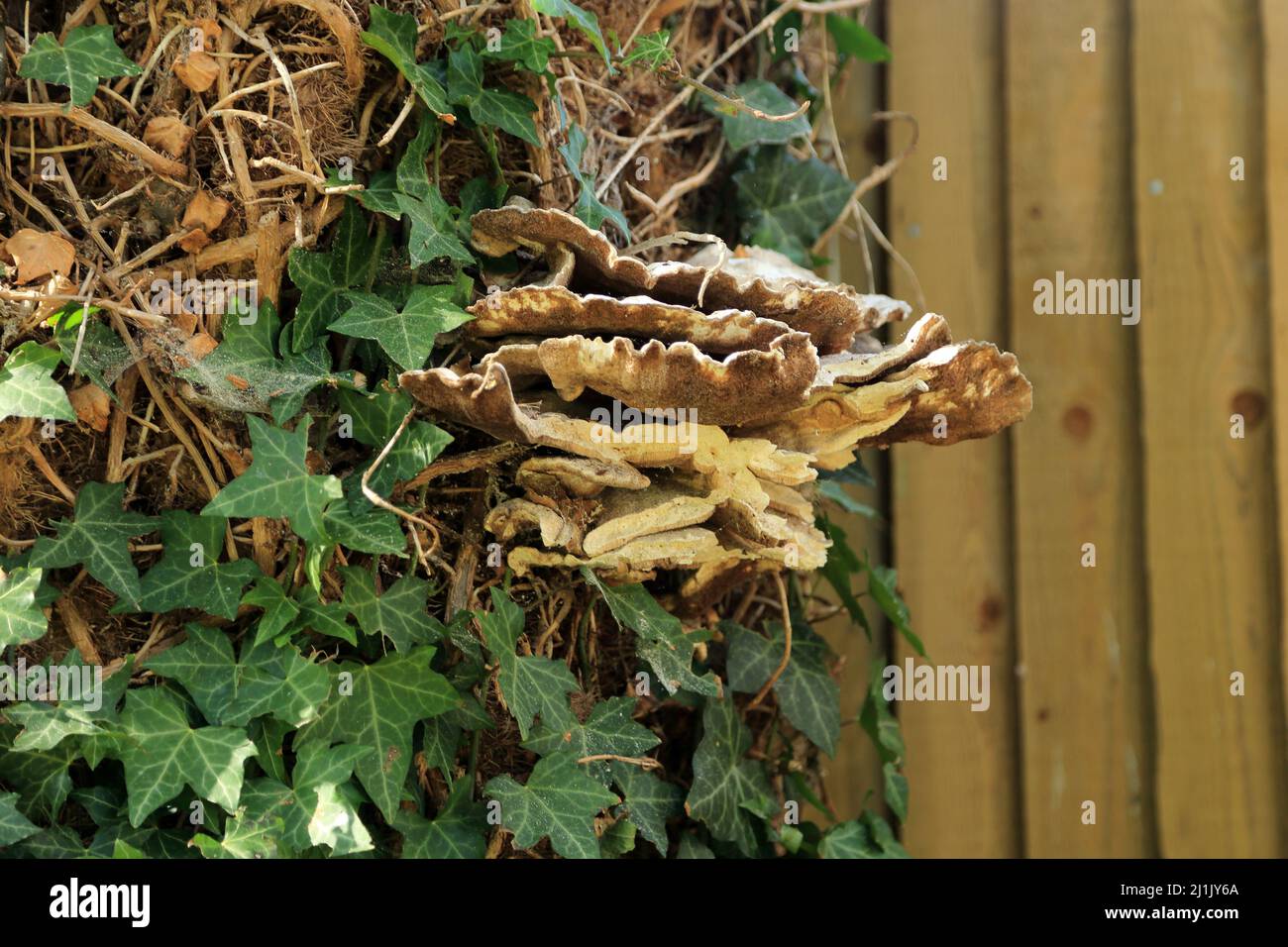 Bracket fungi and ivy growing up tree trunk in graveyard of St Giles church, Church Lane