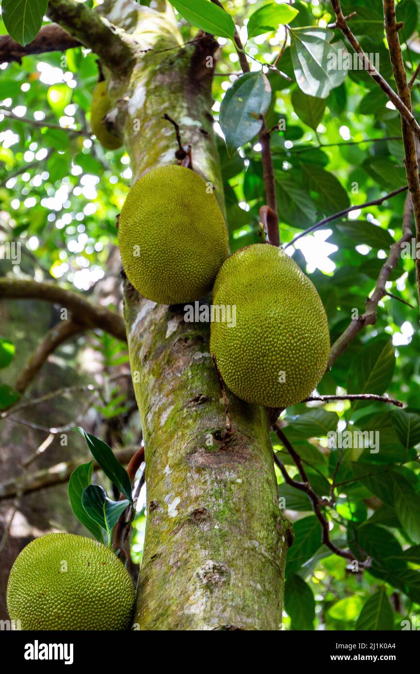 Jackfruit (Artocarpus heterophyllus) fruits growing on a tree on Mahe Island, Seychelles. Stock Photo