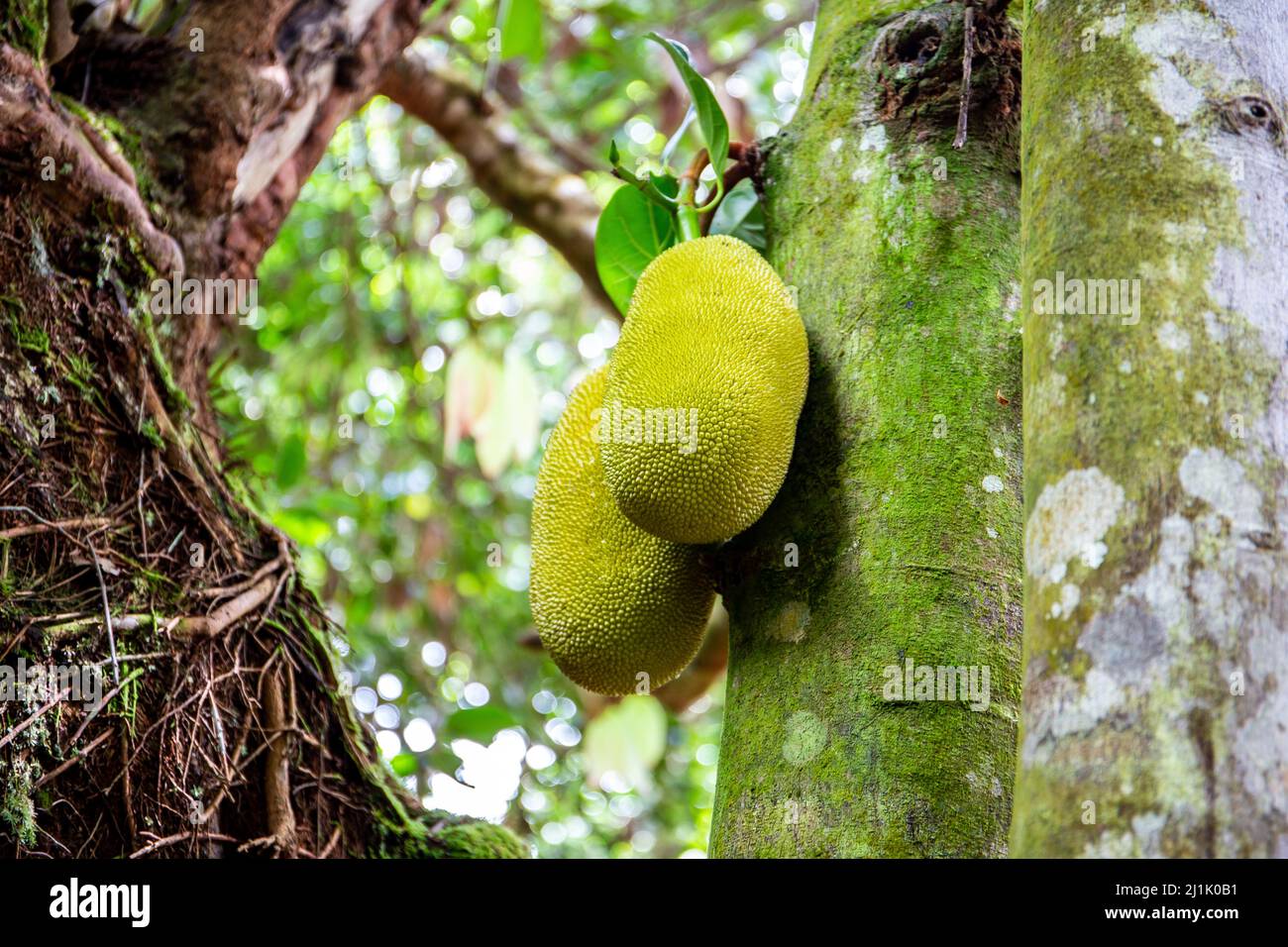 Jackfruit (Artocarpus heterophyllus) fruits growing on a tree on Mahe Island, Seychelles. Stock Photo