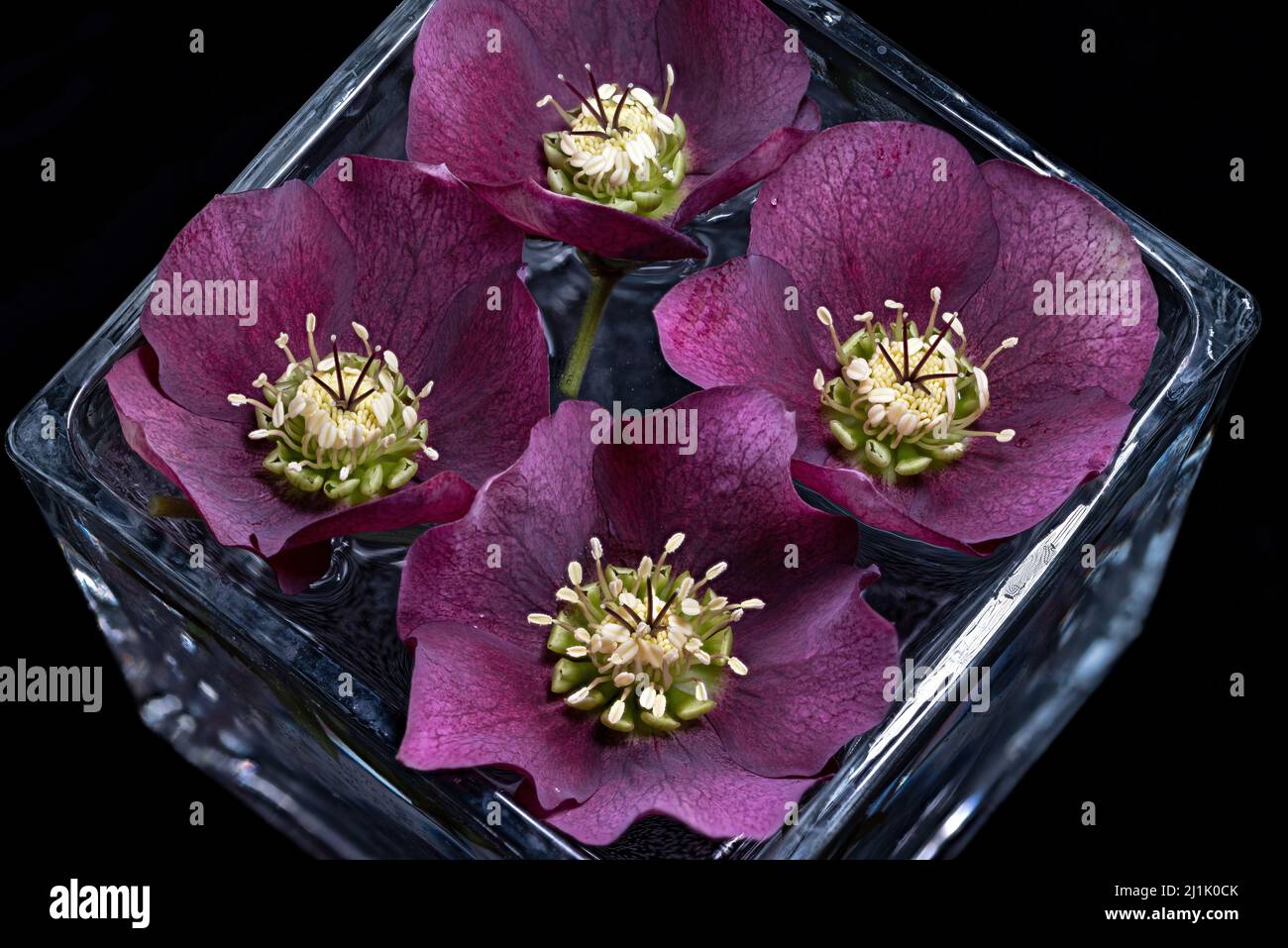 Purple hellebore flowers floating in a square vase of water. The Eurasian genus Helleborus consists of approximately 20 species of evergreen perennial Stock Photo