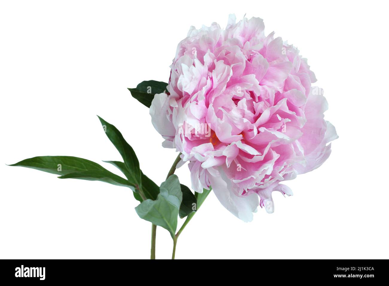 Light pink peony flower on white background. Closeup Stock Photo - Alamy