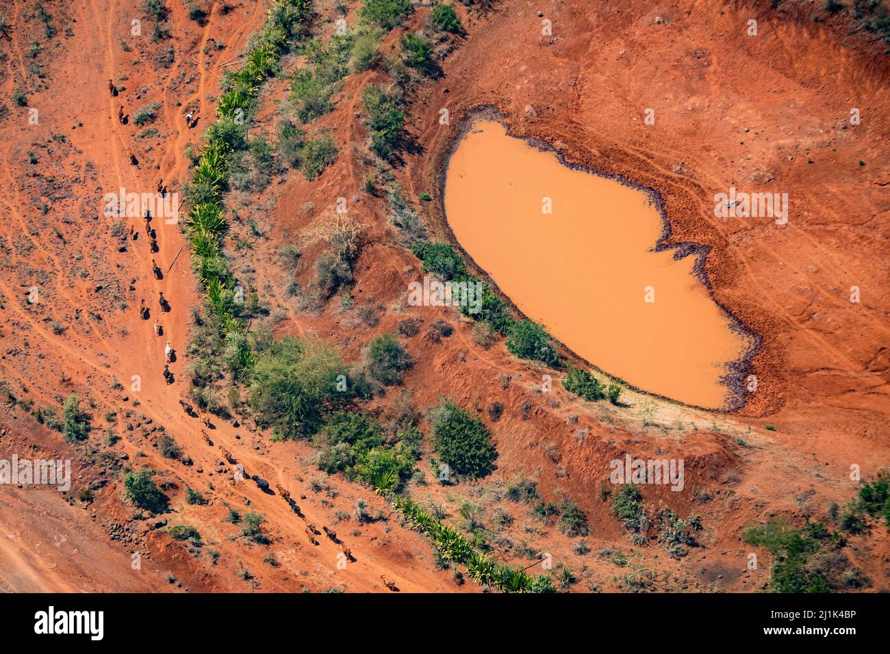 Fantastic and stunning aerial view of a herd of cattle trudging in single file past an orange colored watering hole in the xeric savannah of Kenya Stock Photo