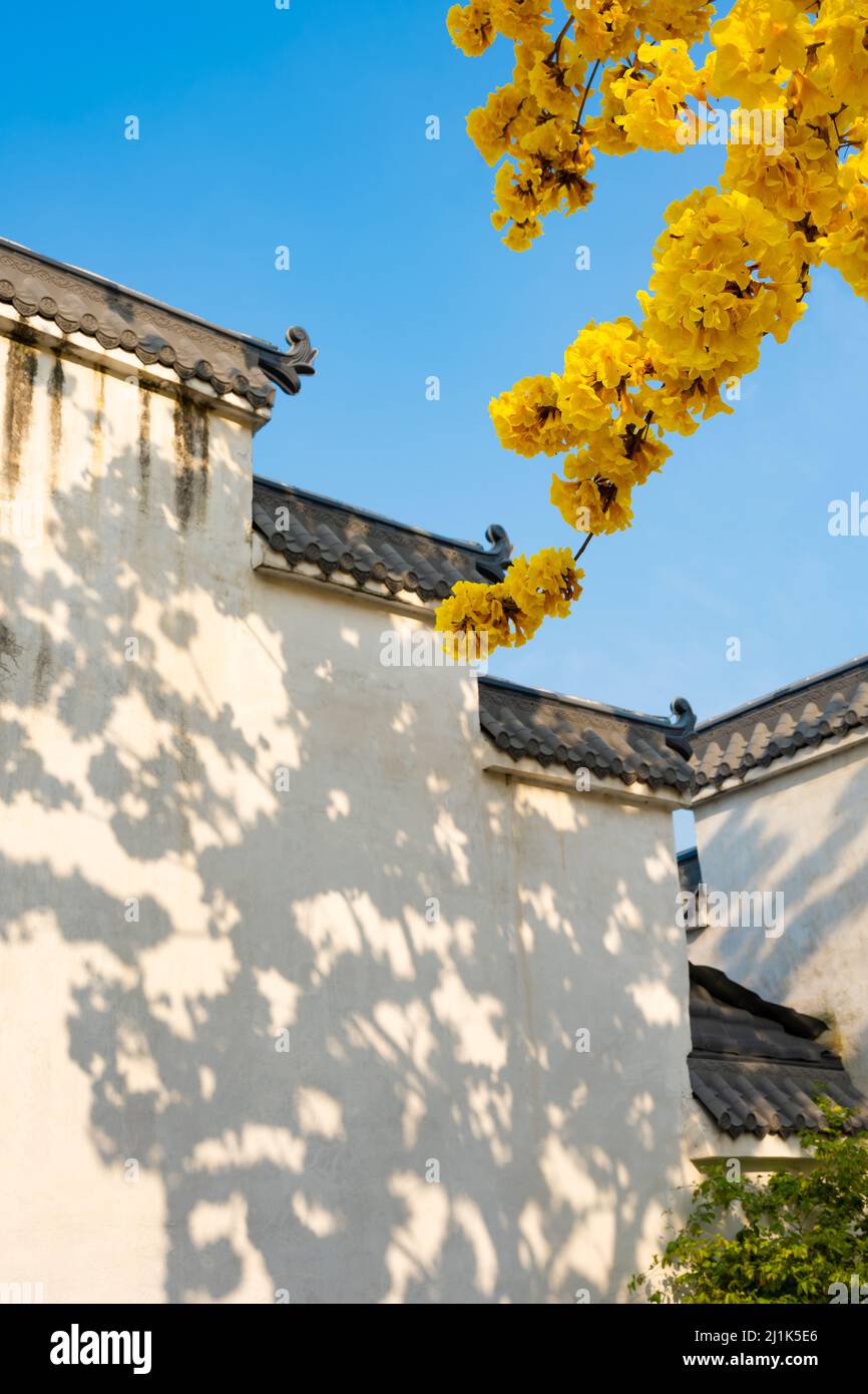 traditional Chinese building and blooming Guayacan or Handroanthus chrysanthus or Golden Bell Tree in the afternoon Stock Photo
