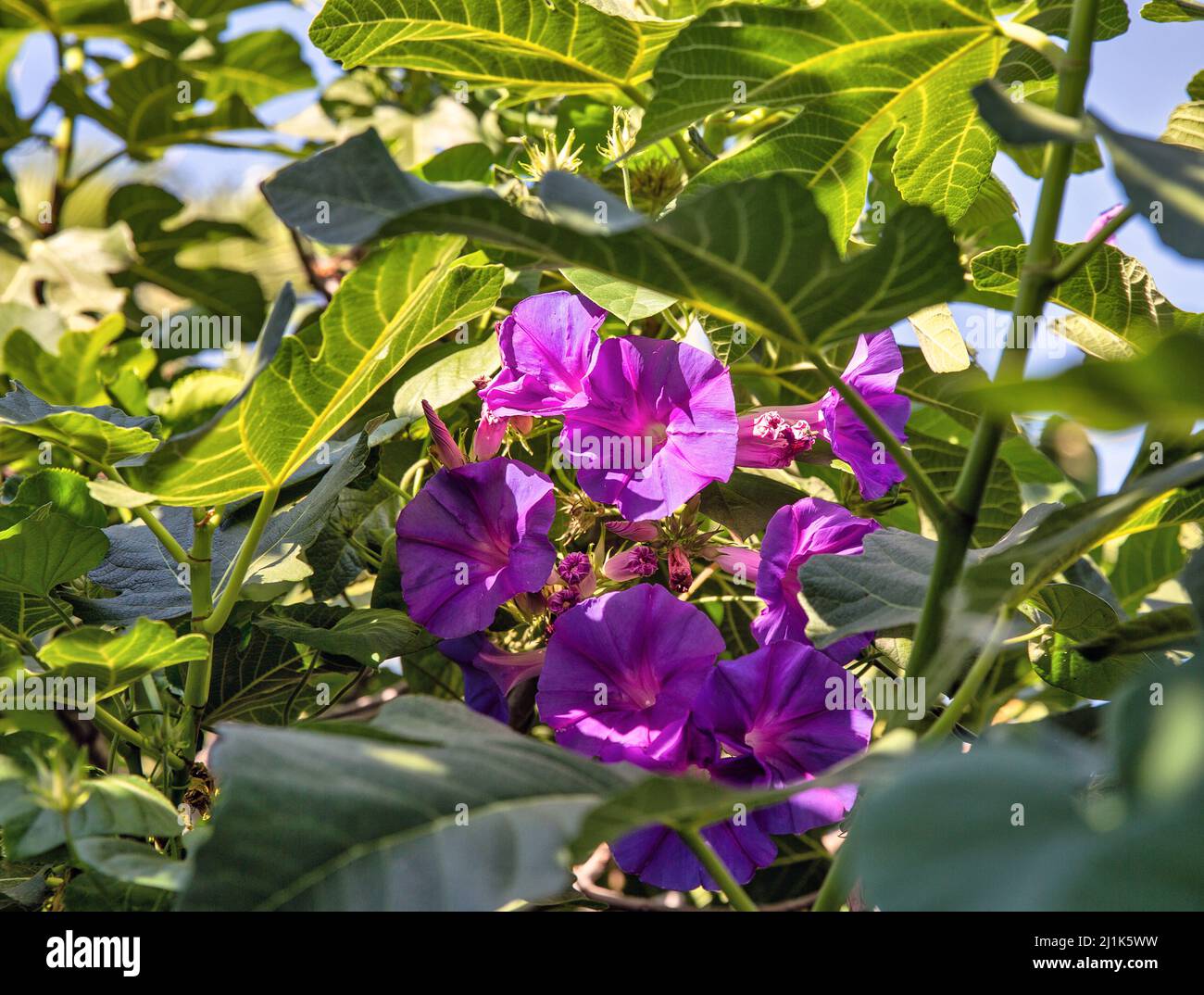 Wine open purple Clematis flower and bud blooms in summer for decoration. Beautiful and bright flower closeup. Climbing perennials for the garden. Stock Photo