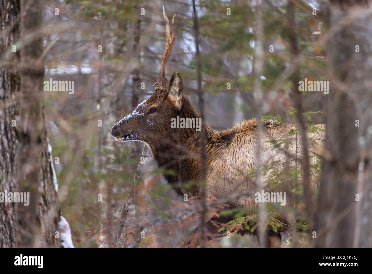 Bull elk in Clam Lake, Wisconsin. Stock Photo
