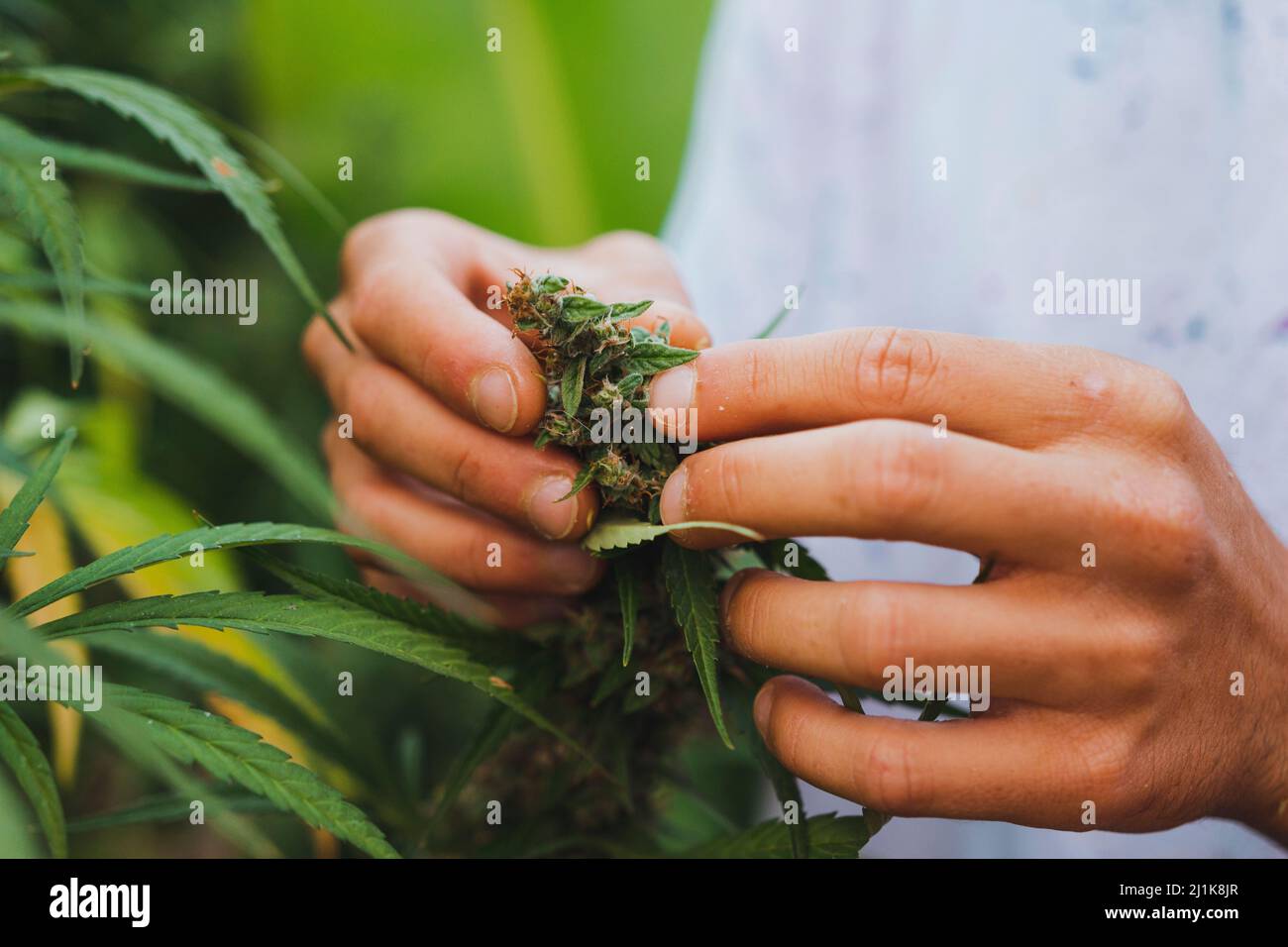hands taking care of a CBD plant Stock Photo