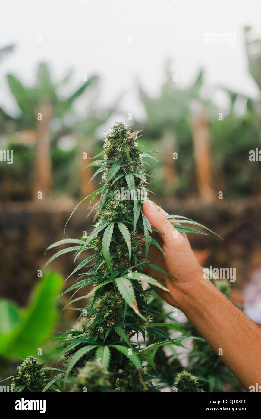 hands taking care of a CBD plant Stock Photo