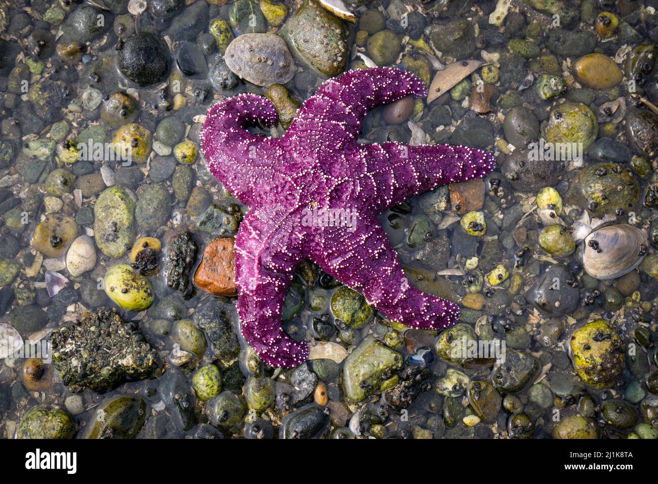 A bright purple starfish in a tidepool on the short of Maury Island Stock Photo