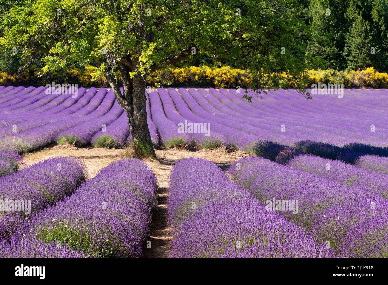 Provence lavender field in Summer near village of Aurel. Vaucluse in the Provence-Alpes-Cote d'Azur Region, France Stock Photo