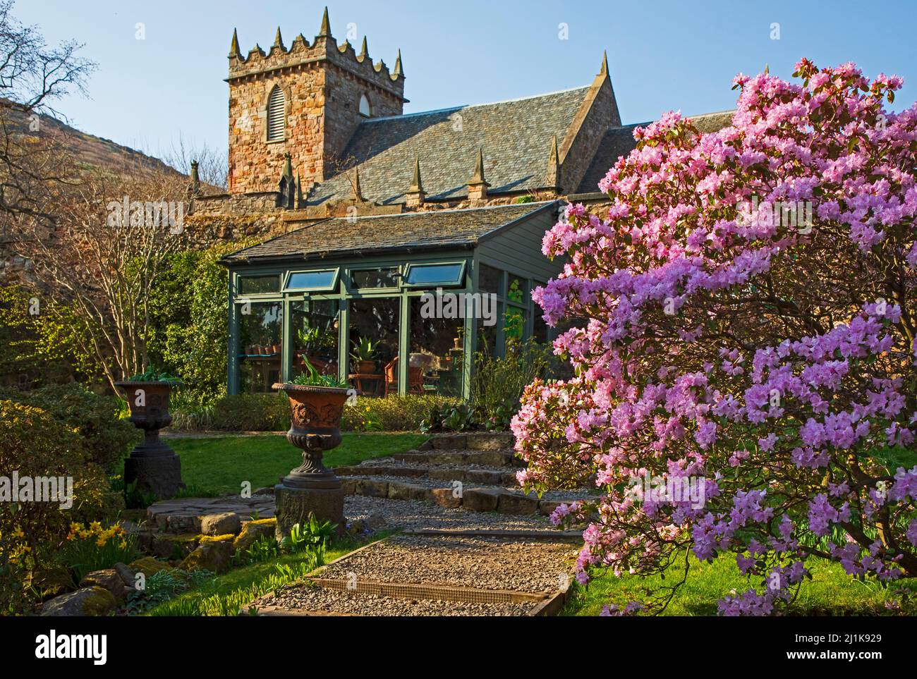 Duddingston, Dr Neil's Garden, Edinburgh, Scotland, UK 26th March 2022. The colourful azalea bush in foreground and Duddingston Kirk behind make a colourful spring scene. In 1963 Dr's Andrew and Nancy Neil local GPs (who both died in 2005) began work on part of the Duddingston Glebe (church land) and Dr Neil's Garden was born. The ground had previously been grazed by calves and geese but its steep slope and rocks made it unsuitable for crops, so never previously cultivated before the Neil's transformed the site into a series of colourful terraces evident now. Stock Photo