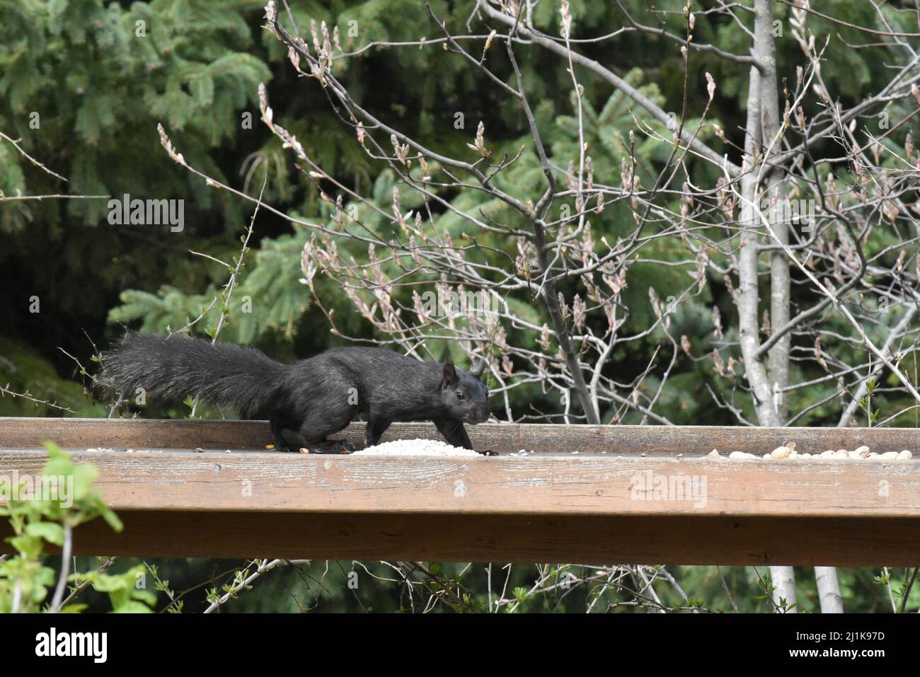 black squirrel running across wood plank feeder with bluejay in the background Stock Photo