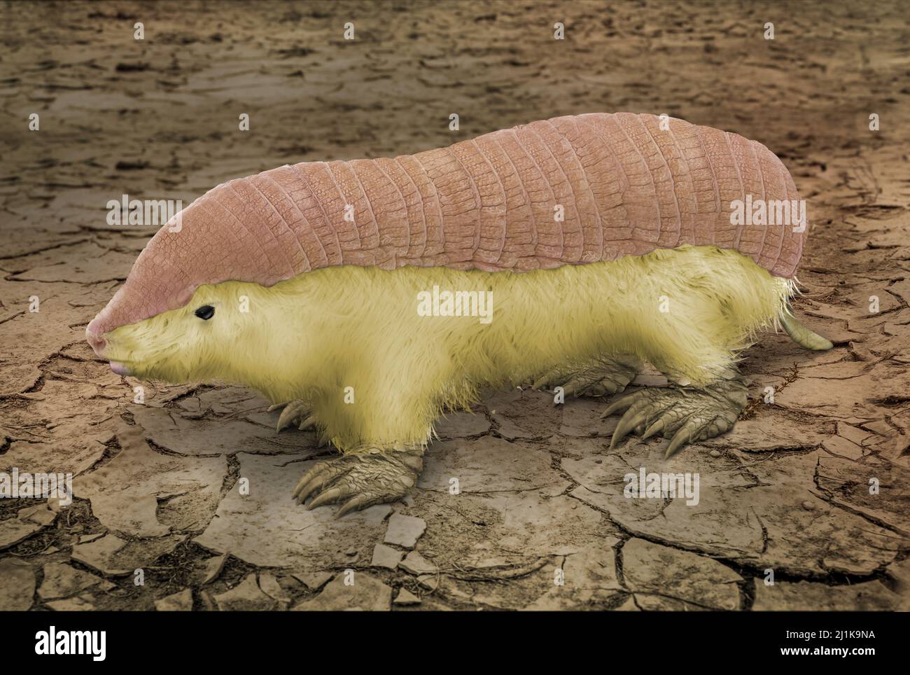 Fairy Armadillo Hi res Stock Photography And Images Alamy Fairy Armadillo Hi res Stock Photography And Images Alamy
