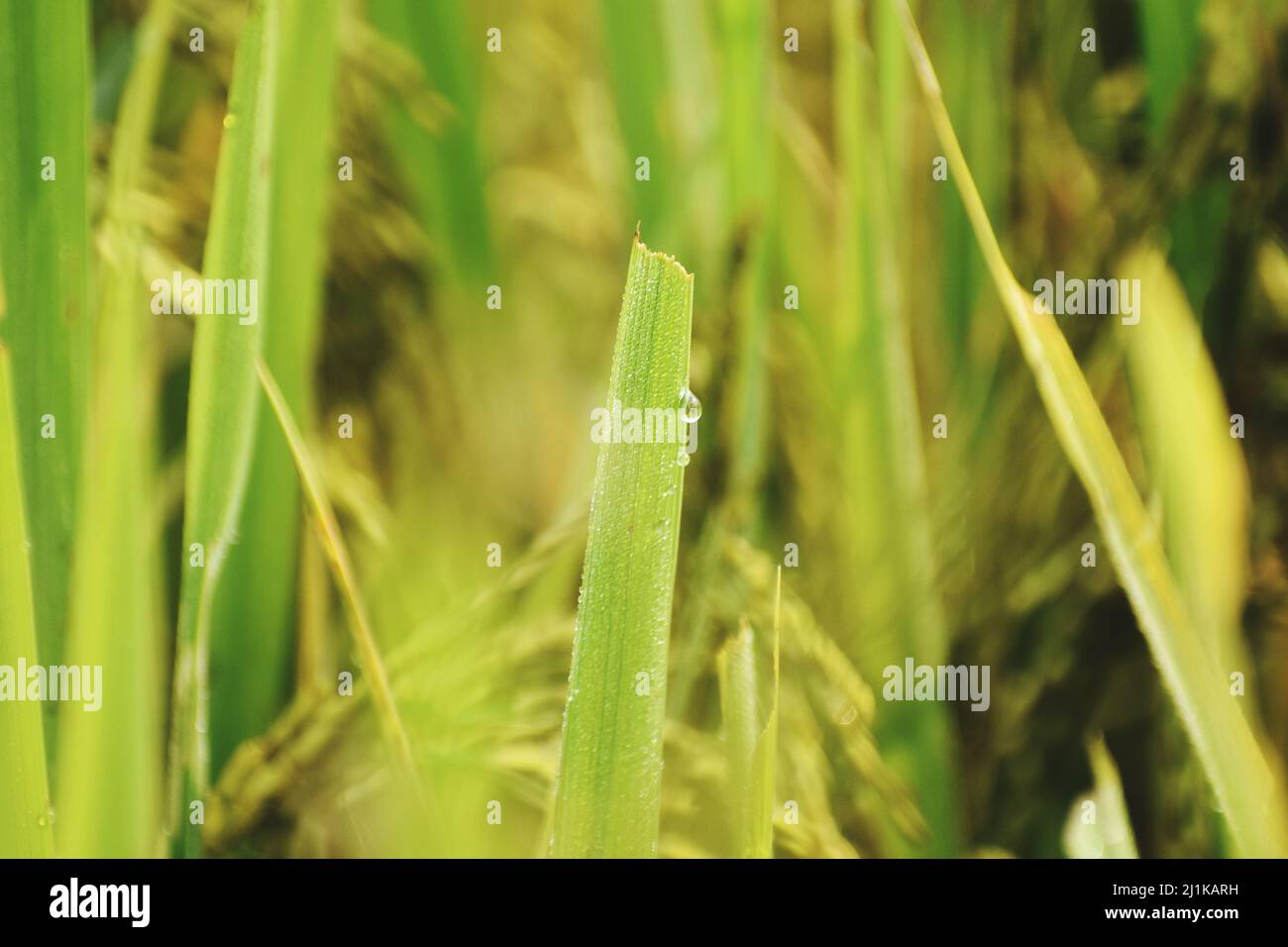 CULTIVATION OF RICE - PADDY Stock Photo