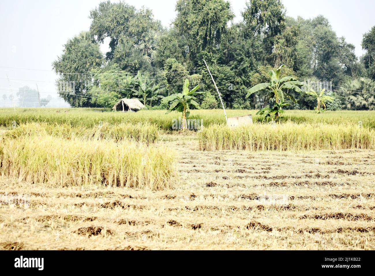 CULTIVATION OF RICE - PADDY Stock Photo