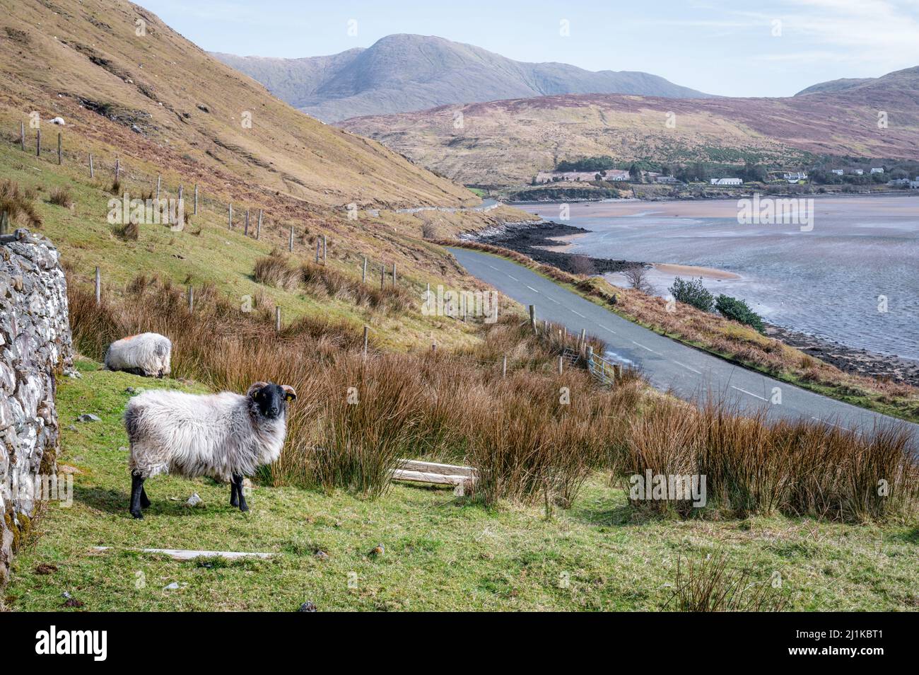 Sheep standing near a remote coastal road on the westcoast of Ireland Stock Photo