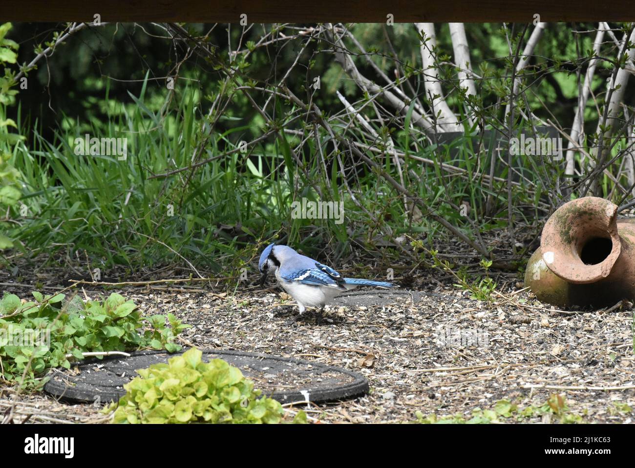 Canadian Bluejay looking for food in the garden Stock Photo