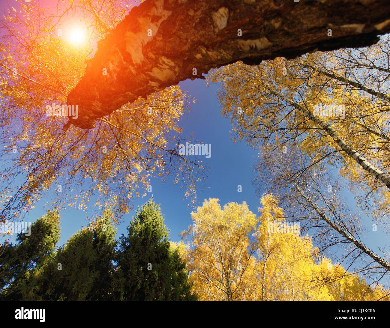 Trees golden foliage hi-res stock photography and images - Alamy