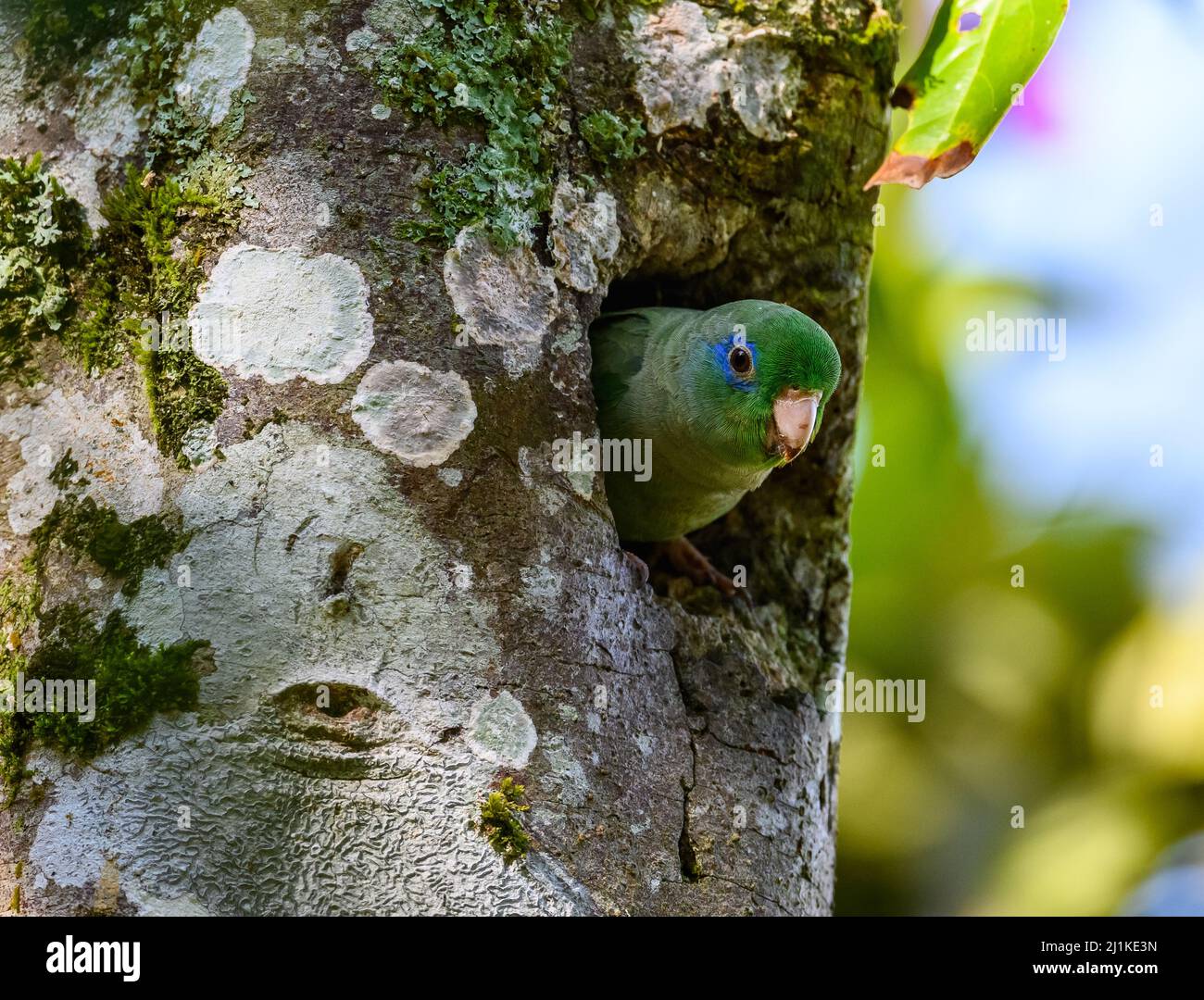 A Spectacled Parrotlet (Forpus conspicillatus) peeking out his nesting hole in a tree. Colombia, South America. Stock Photo
