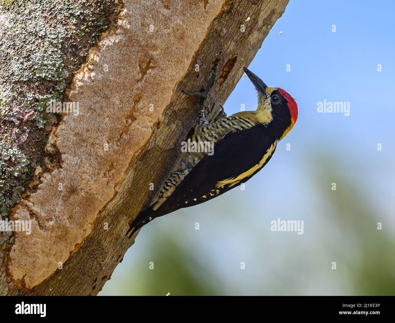 A well named Beautiful Woodpecker (Melanerpes pulcher) pecking on a tree trunk. Colombia, South America. Stock Photo