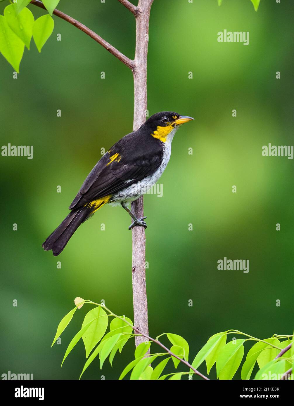 A colorful male Yellow-backed Tanager (Hemithraupis flavicollis) perched on a branch. Colombia, South America. Stock Photo