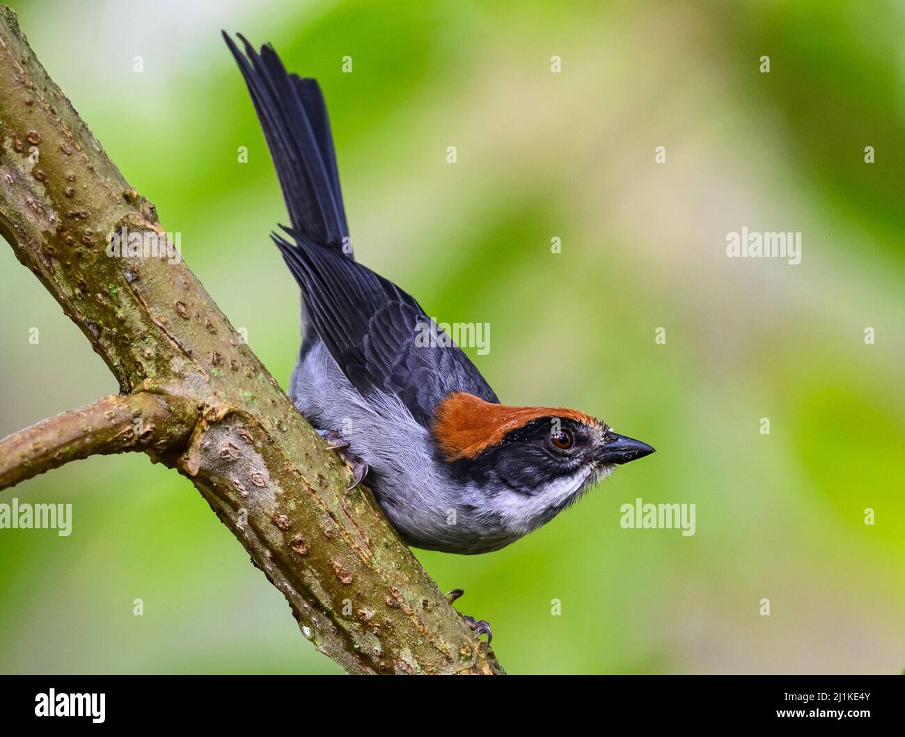 A critically endangered Antioquia Brushfinch (Atlapetes blancae) perched on a branch. Colombia, South America. Stock Photo