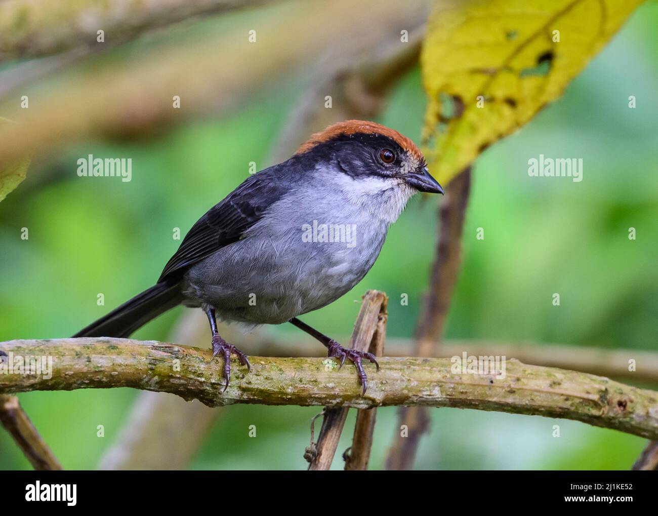 A critically endangered Antioquia Brushfinch (Atlapetes blancae) perched on a branch. Colombia, South America. Stock Photo