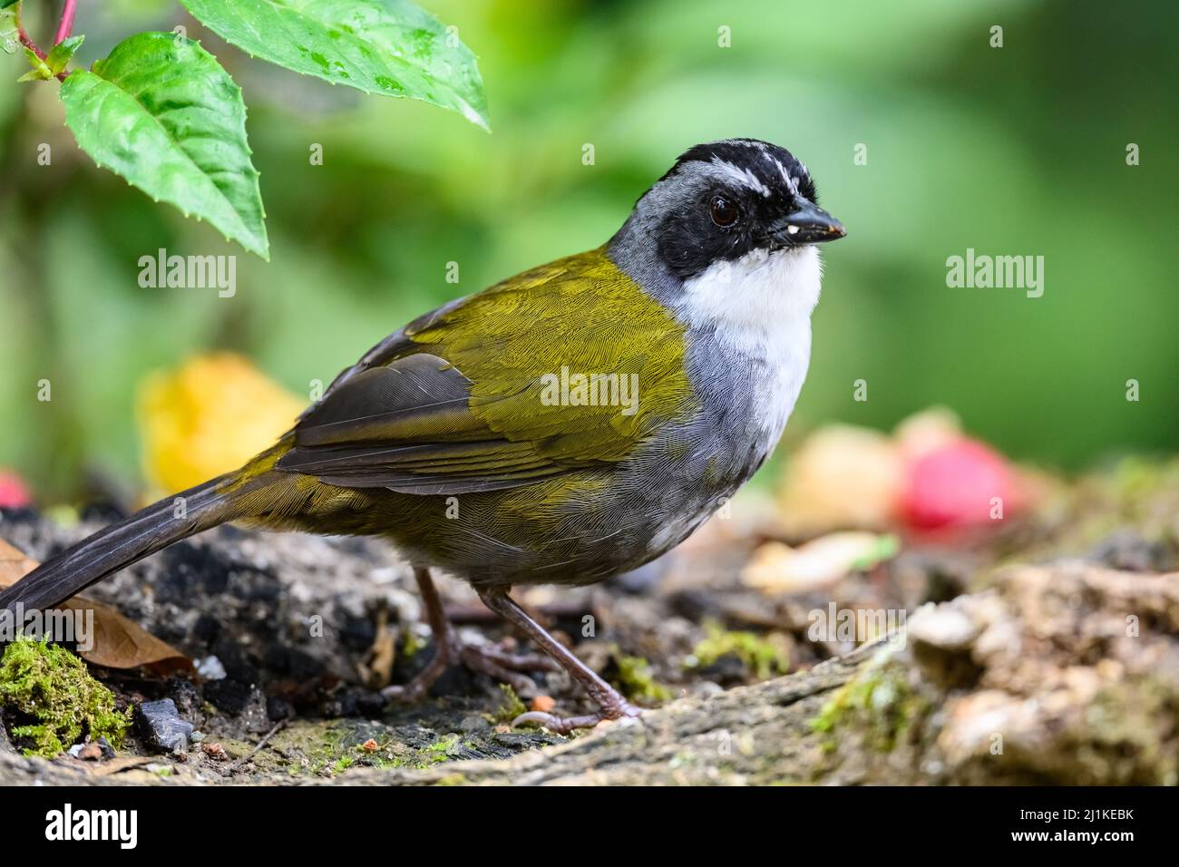 A Gray-browed Brushfinch (Arremon assimilis) foraging on forest floor ...