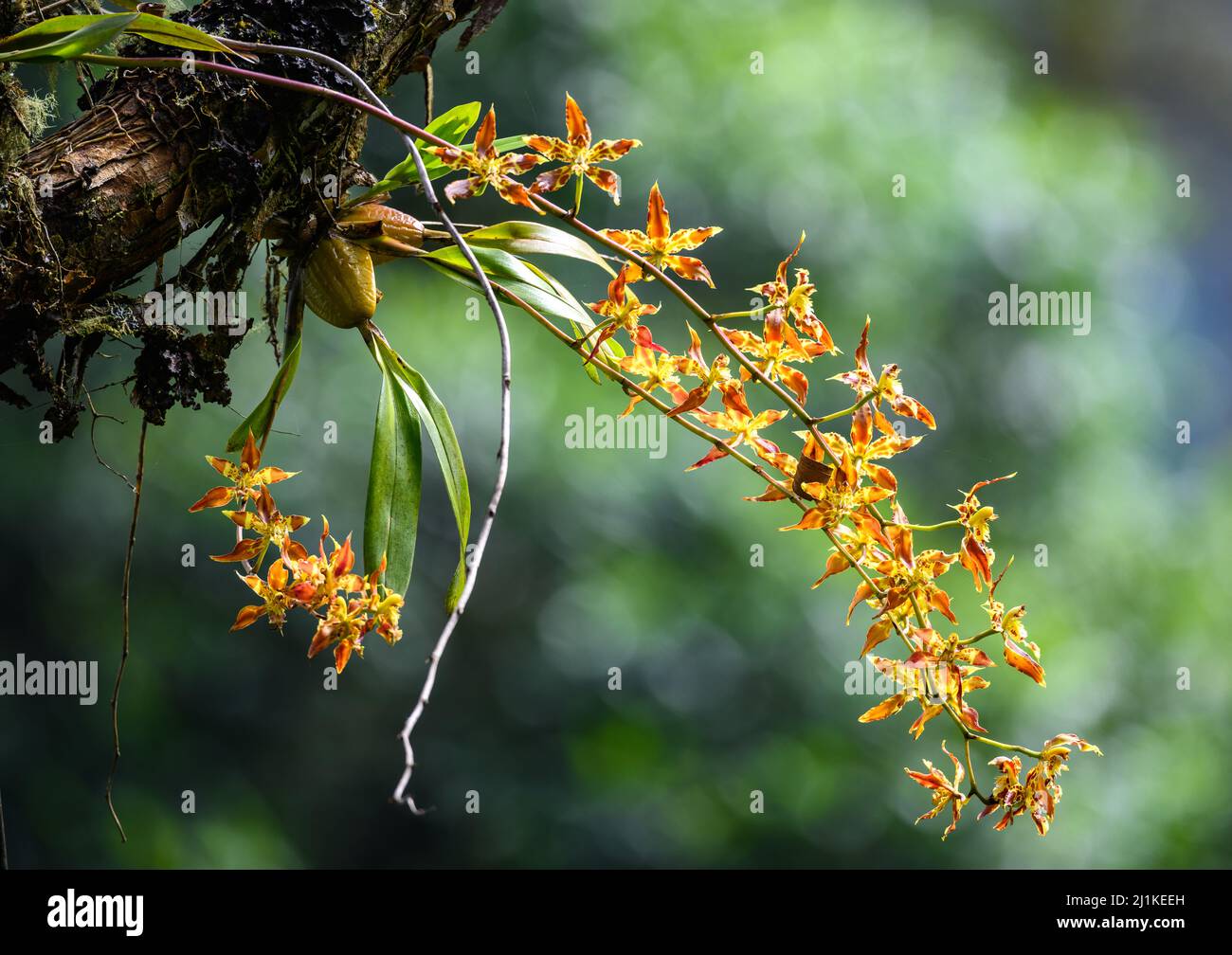 Colorful Odontoglossum orchid flowers in full bloom in the cloud forest of Andes Mountains. Colombia, South America. Stock Photo