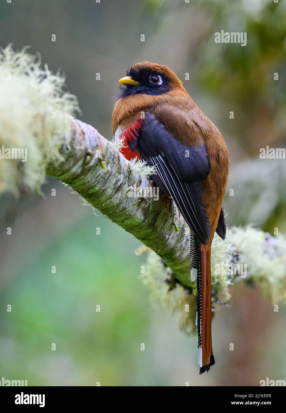 Masked trogon trogon personatus female hires stock photography and