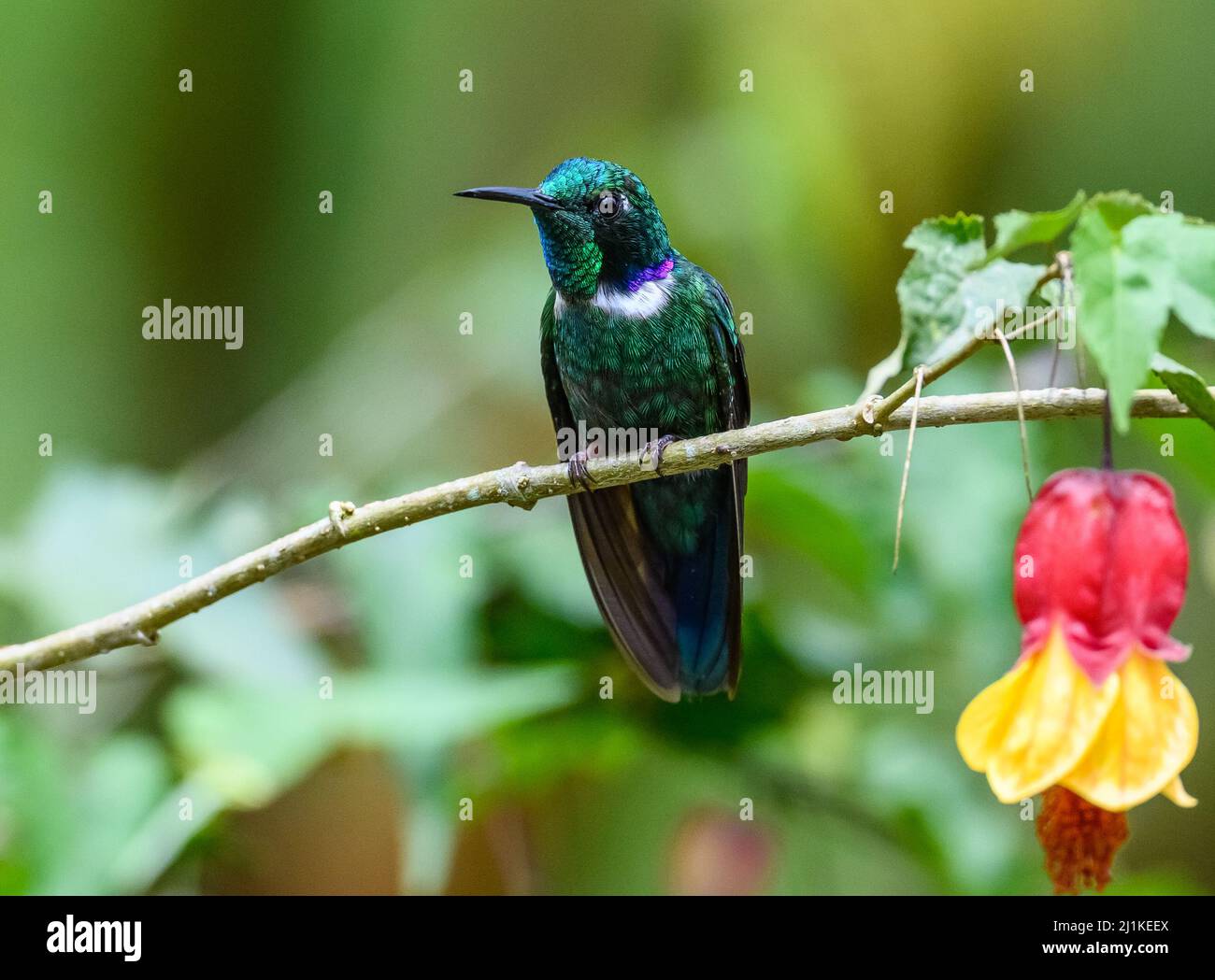 A male White-throated Daggerbill hummingbird (Schistes albogularis) perched on a branch. Colombia, South America. Stock Photo