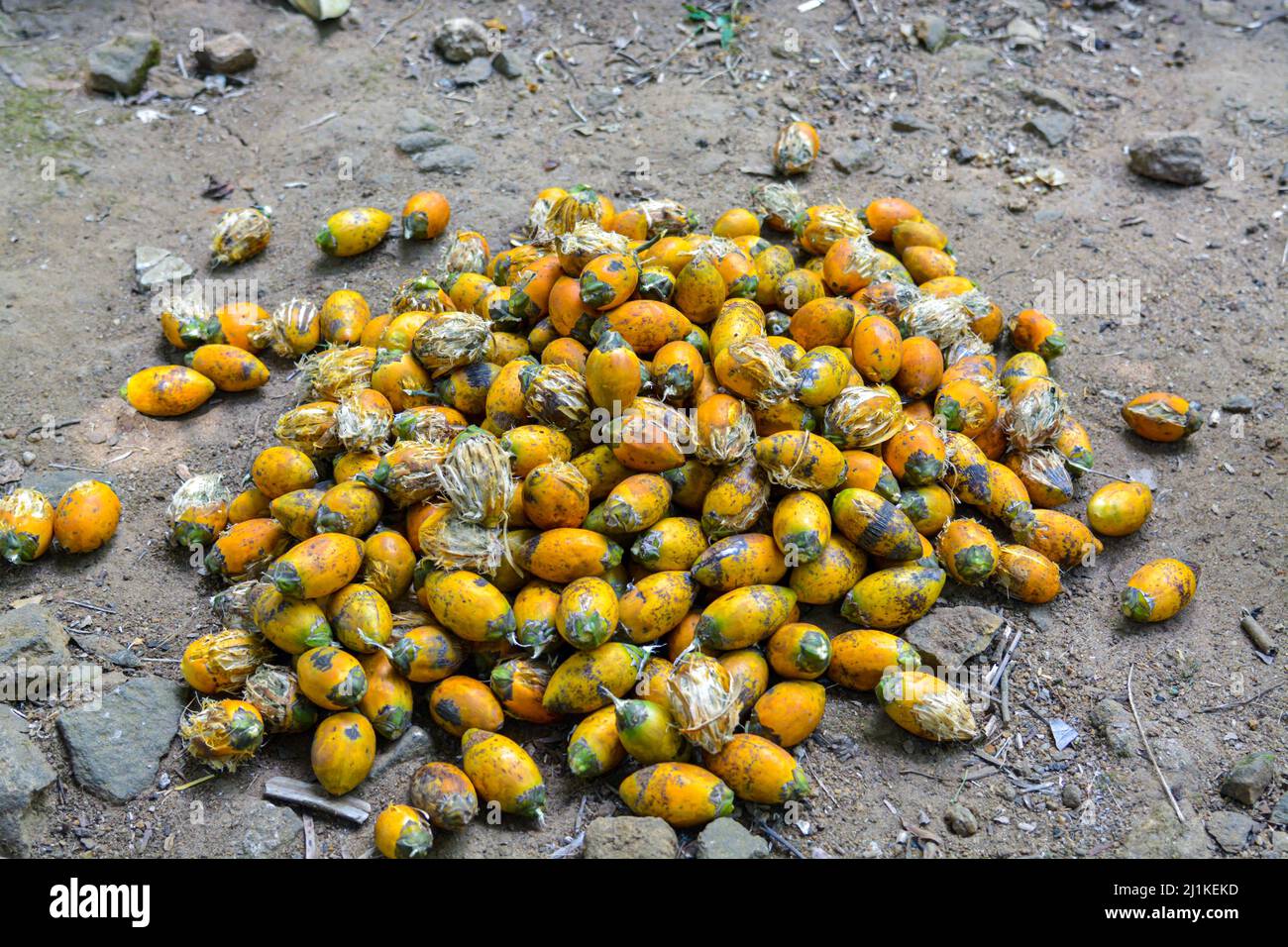 Lots of yellow well ripened arecanuts Stock Photo