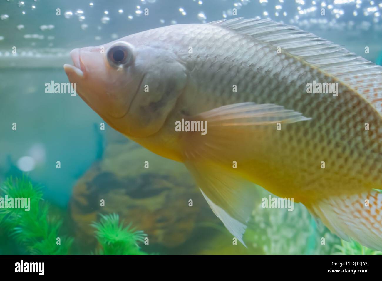 Grey cichlid fish swimming around in aquarium : close up Stock Photo