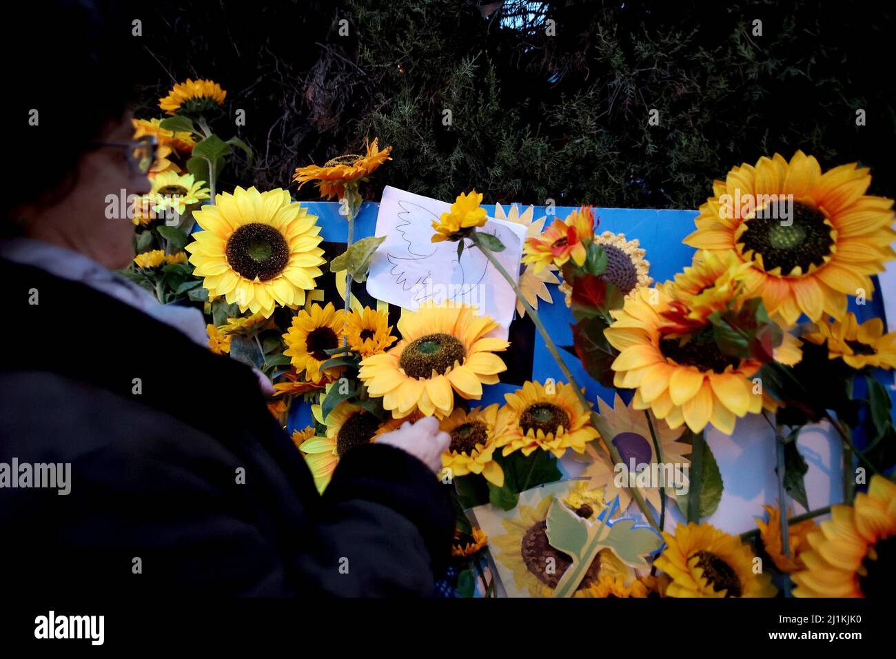Madrid, Spanien. 24th Mar, 2022. Madrid, Spain; 24.03.2022.- Demonstration in front of the Russian embassy to the Kingdom of Spain, one month after Russia's invasion of Ukraine. Organized by Amnesty International and the attendees carried sunflowers, which is the representative flower of Ukraine. Credit: Juan Carlos Rojas/Picture Alliance/dpa/Alamy Live News Stock Photo