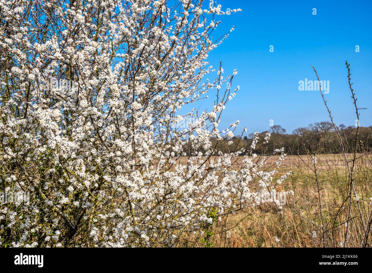 Blackthorn, Prunus spinosa, in blossom in a Norfolk hedgerow in March 2022. Stock Photo