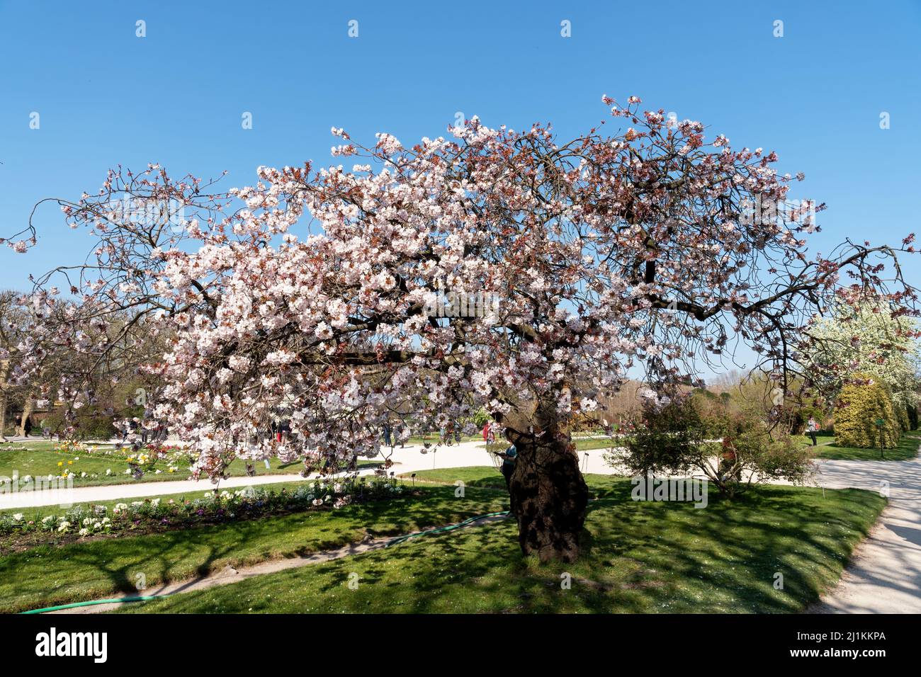Cherry tree with pink flowers in full bloom - Paris Stock Photo