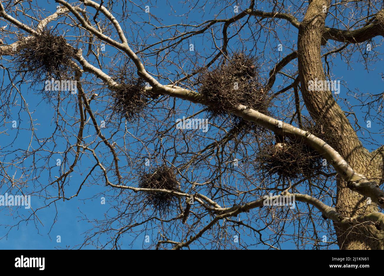 Witches broom, dense bunches of stunted twigs, in a Birch against blue sky Stock Photo