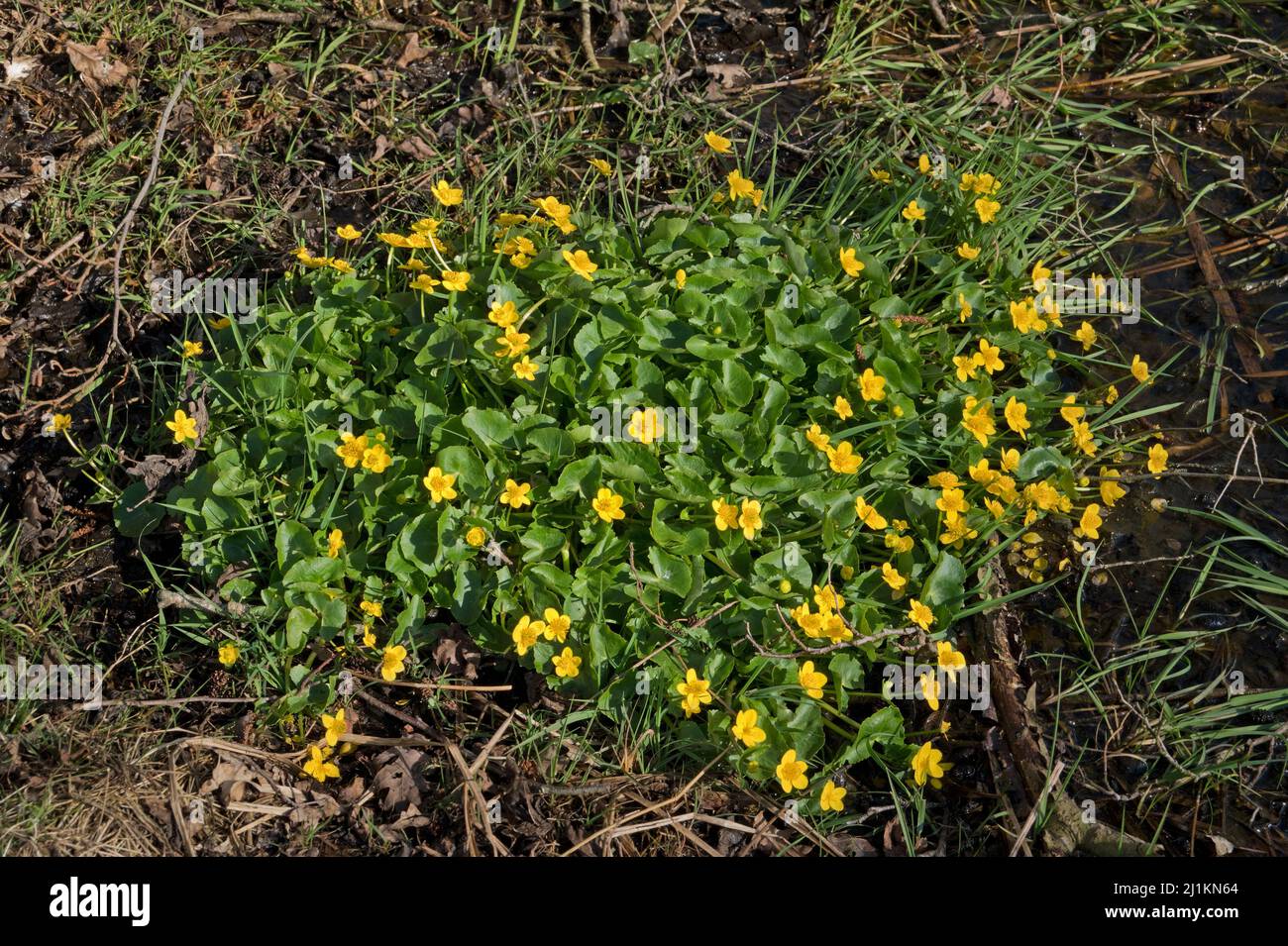 A clumb of blooming Marsh-marigold Stock Photo