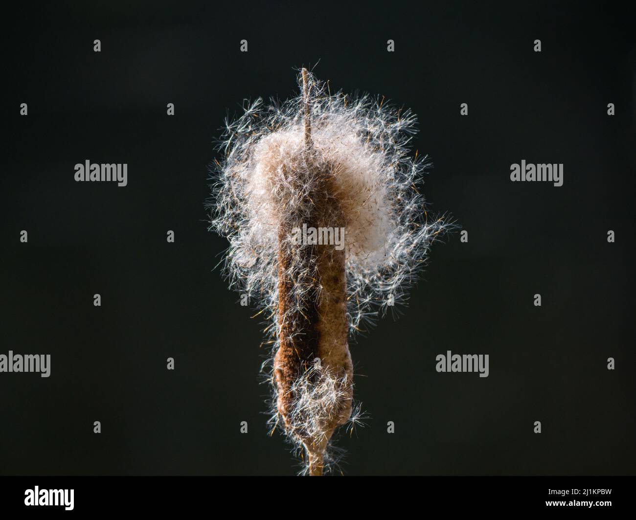 Close up of bulrush, cattail or cat-o-nine-tails seedhead (Typha latifolia) in sunshine, Scotland, UK Stock Photo