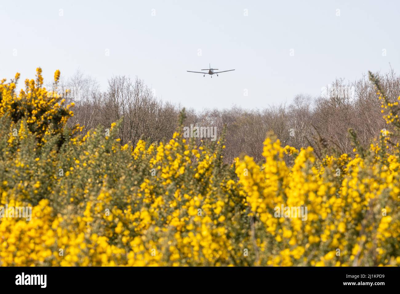 Small airplane flying above yellow gorse bushes coming in to land at Blackbushe Airport, Hampshire, England, UK Stock Photo