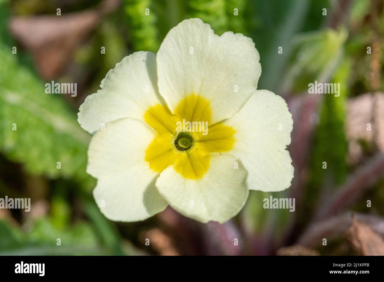 Primrose (Primula vulgaris), close-up of the spring wildflower flowering during March, England, UK. A pin-eyed flower type. Stock Photo