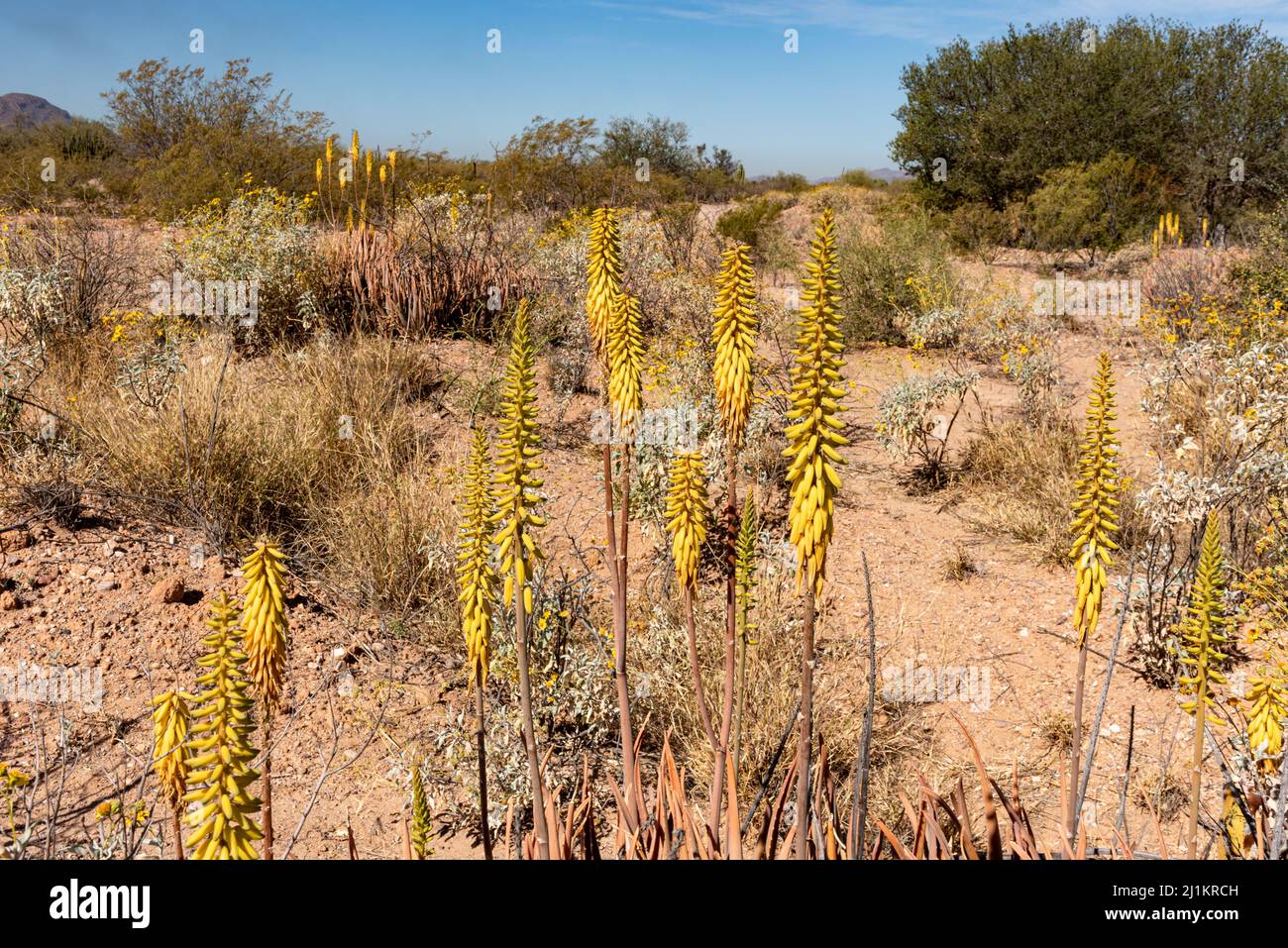Sonoran desert landscape with yellow flowers of an aloe plant in the foreground. Stock Photo