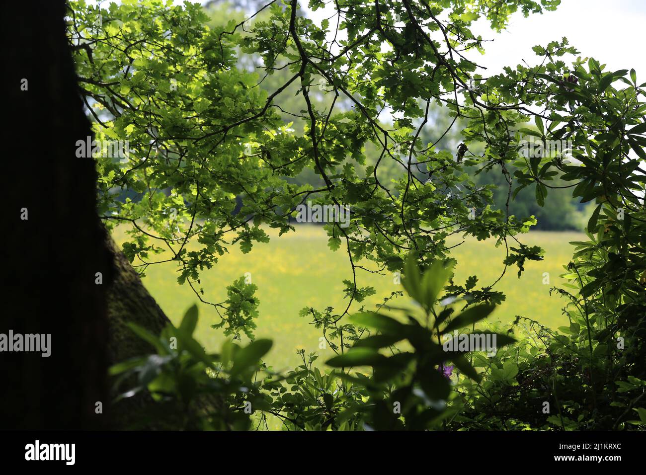 Dark leaves oak tree hi-res stock photography and images - Alamy