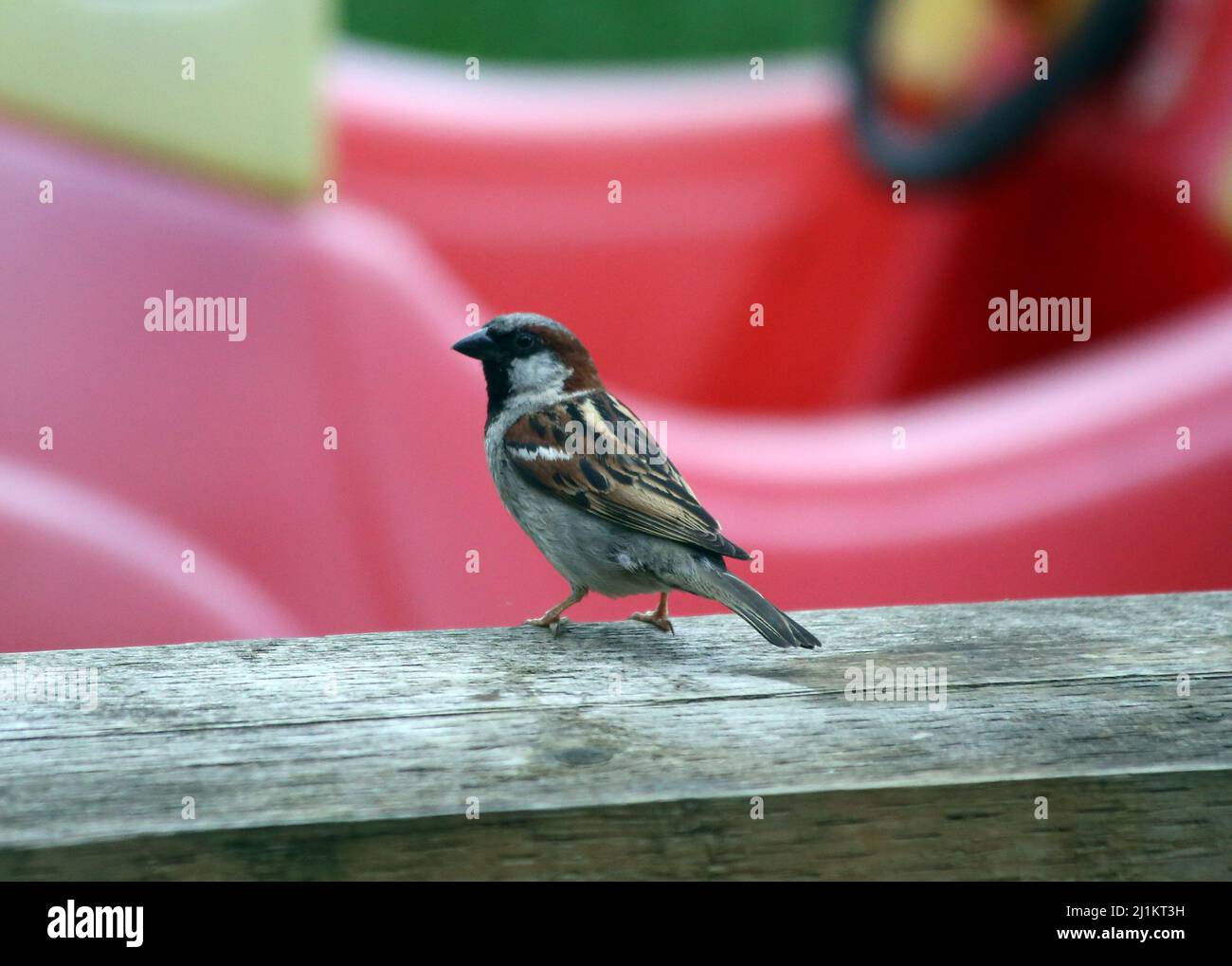 Sparrow stood on wood in garden Stock Photo