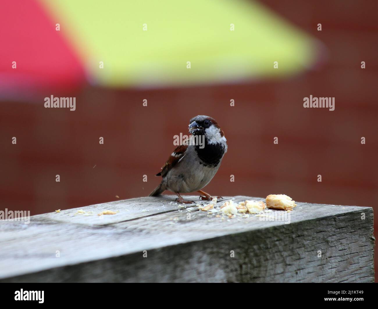 Sparrow eating bread crumbs in a garden Stock Photo