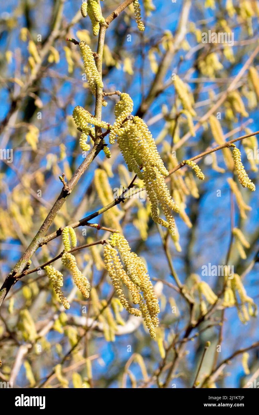 Hazel or Cob Nut (corylus avellana), close up of the male catkins blowing in a gentle breeze with the tiny red female flowers dotted between them. Stock Photo