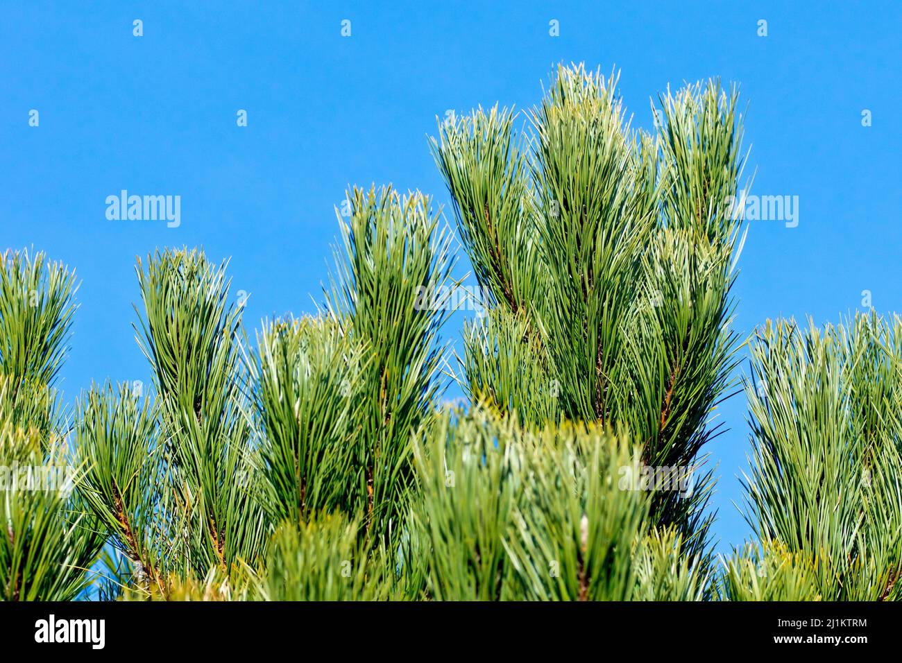 Black Pine (pinus nigra), close up of the uppermost branches of a young