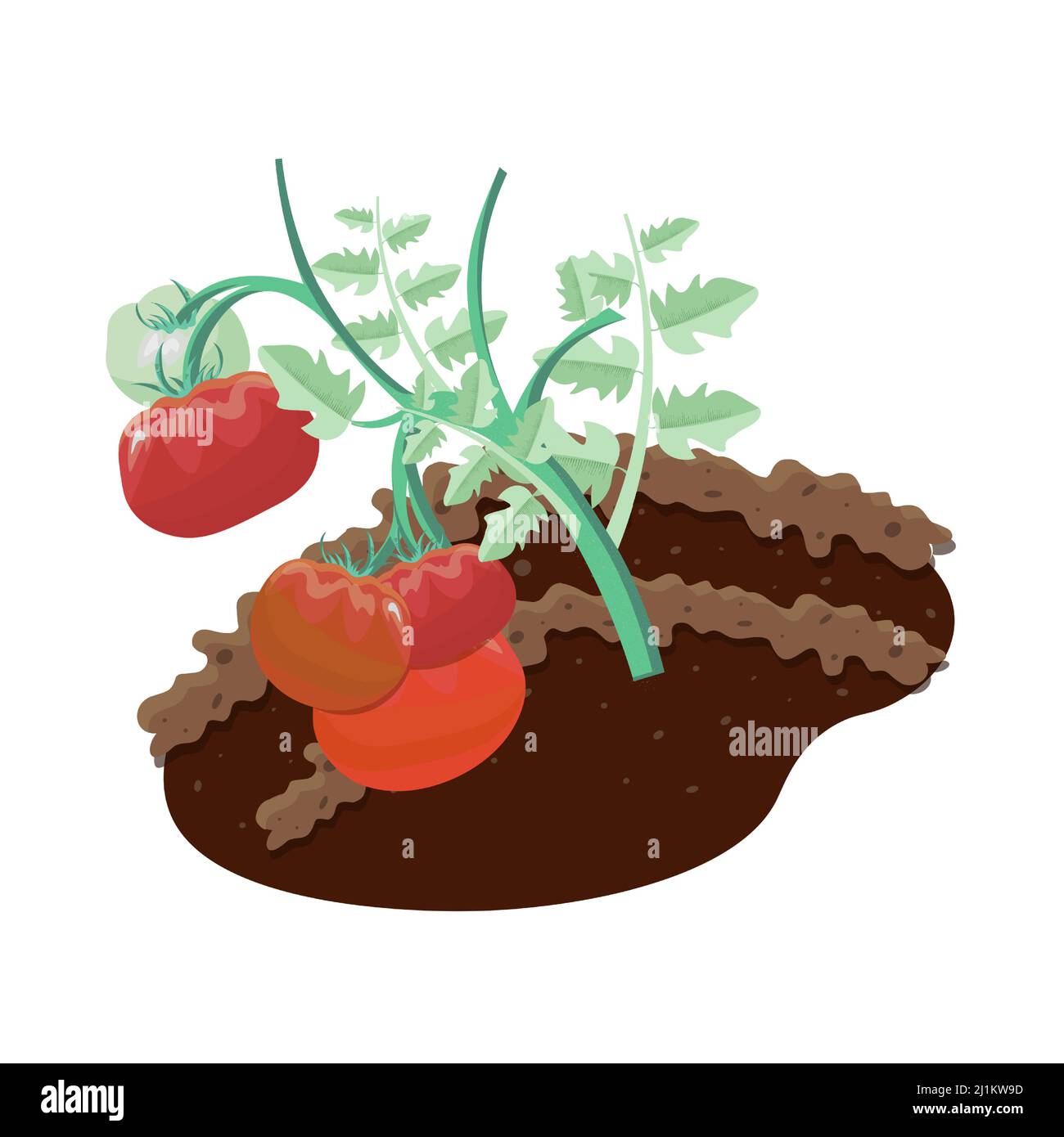 Tomato seedling in a tomato Stock Vector Images Alamy