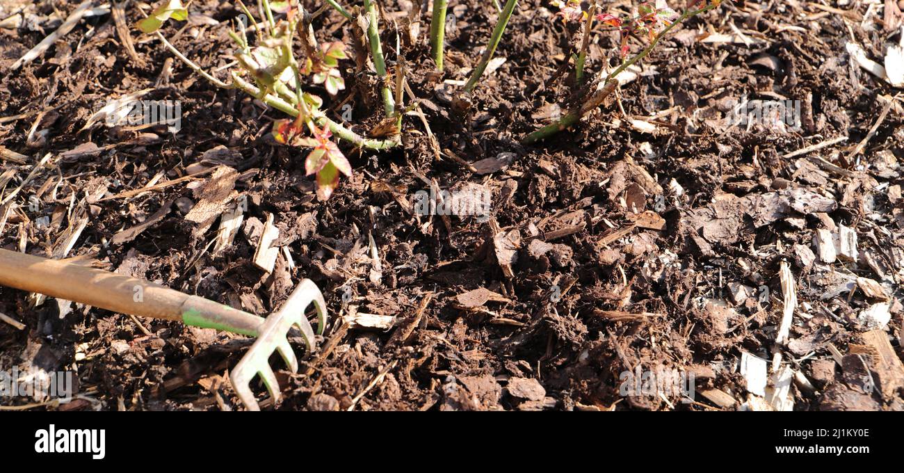 fresh mulch on a rose bed Stock Photo Alamy